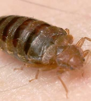 bedbug_9_manhattan_exterminator